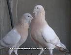 کوبتر