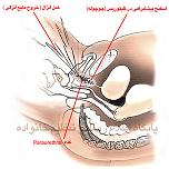 ااناتومی جنسی